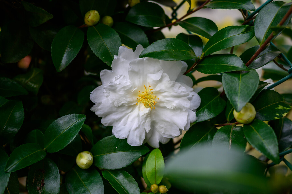 山茶花6