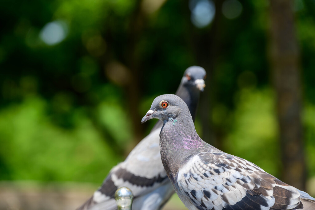 鶴見緑地公園の鳩さん4