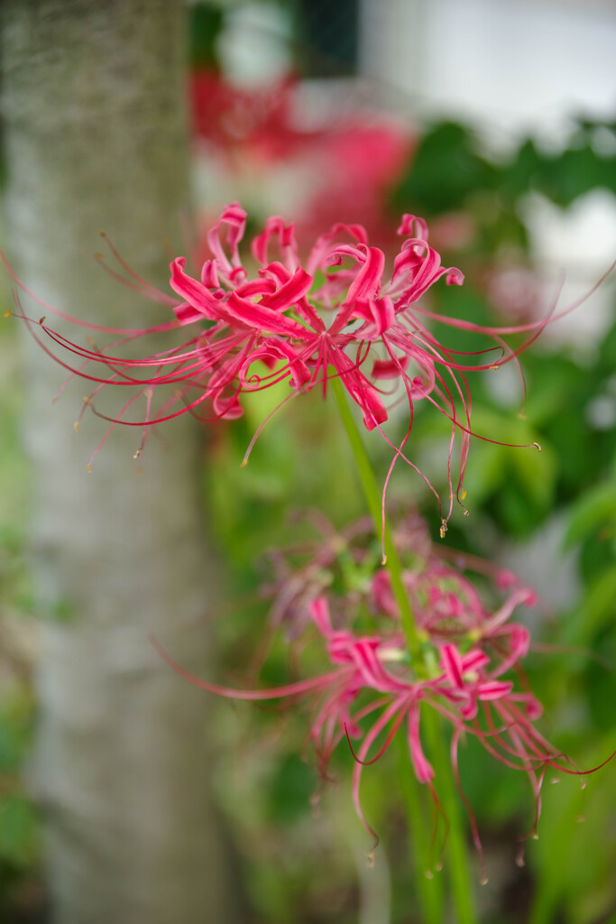 2019年の彼岸花8