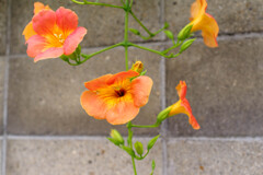 ノウゼンカズラ1