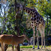 天王寺動物園 キリンとエランド2