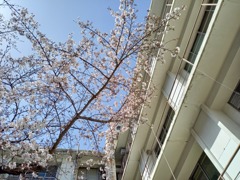 職場の桜が咲き始めました1