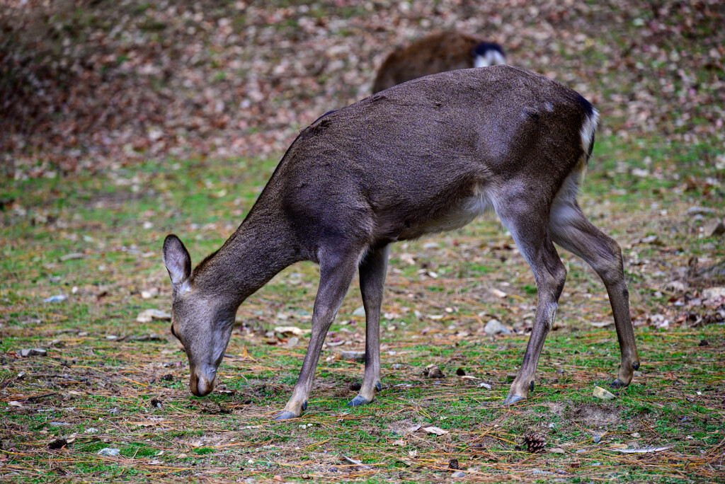 奈良公園の鹿14