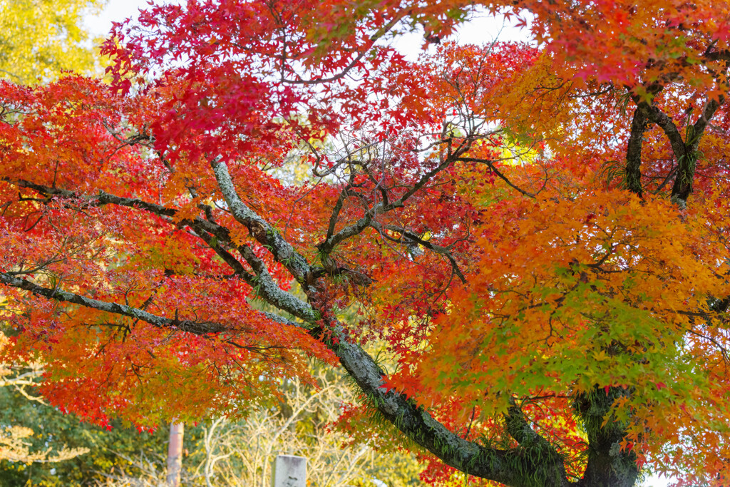 2019奈良公園紅葉26