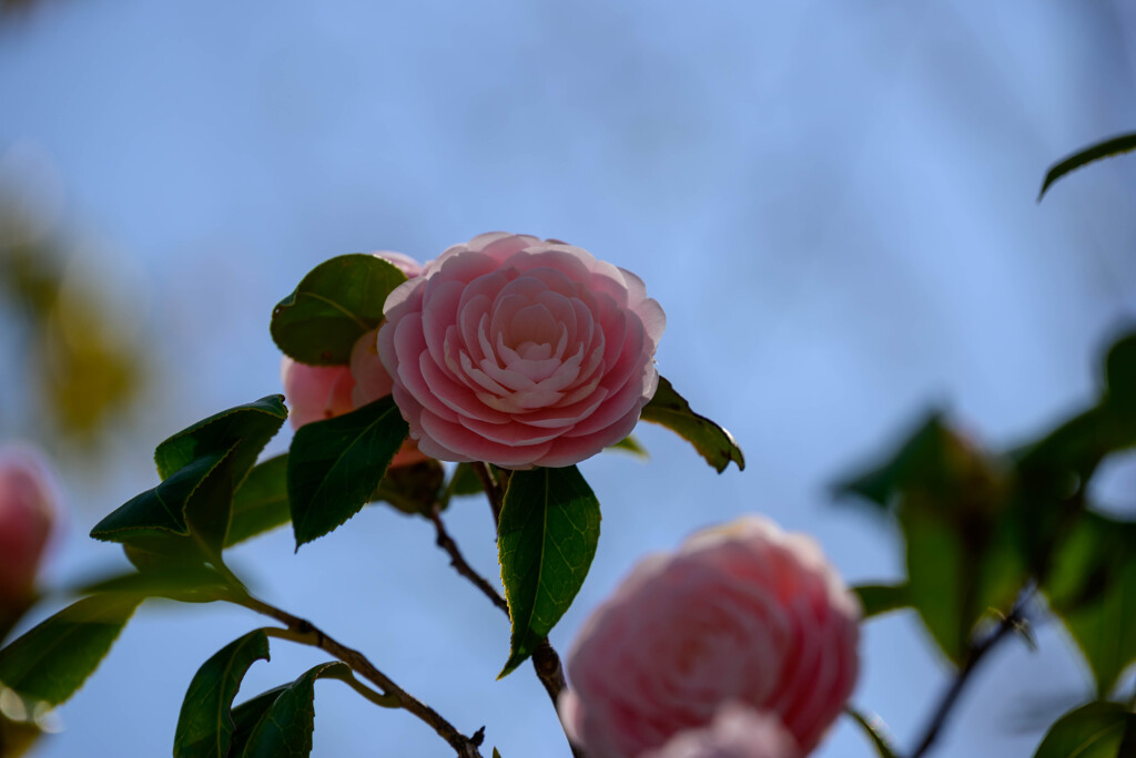 大阪城公園乙女椿3