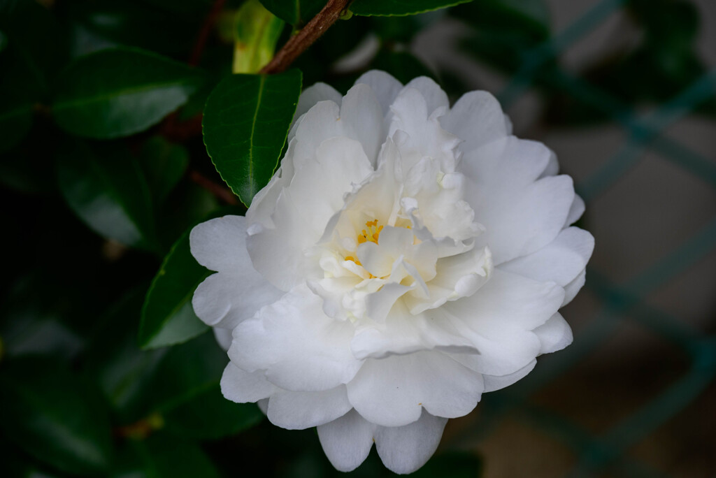 山茶花3