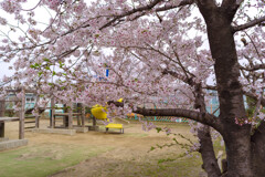 公園の桜1