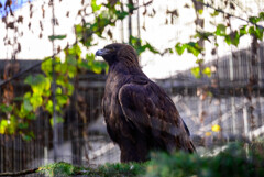 天王寺動物園 イヌワシ4