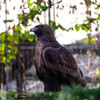 天王寺動物園 イヌワシ4