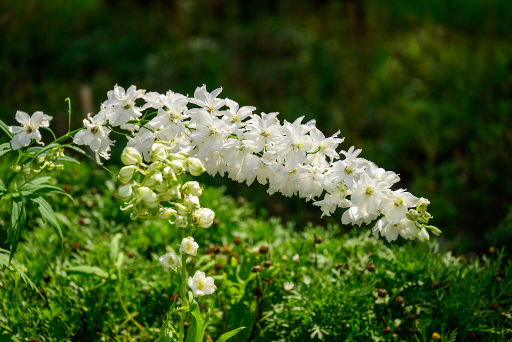 長居植物園のデルフィニウム4