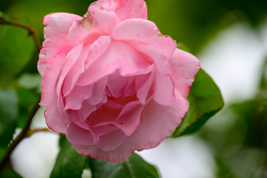 2021薔薇25