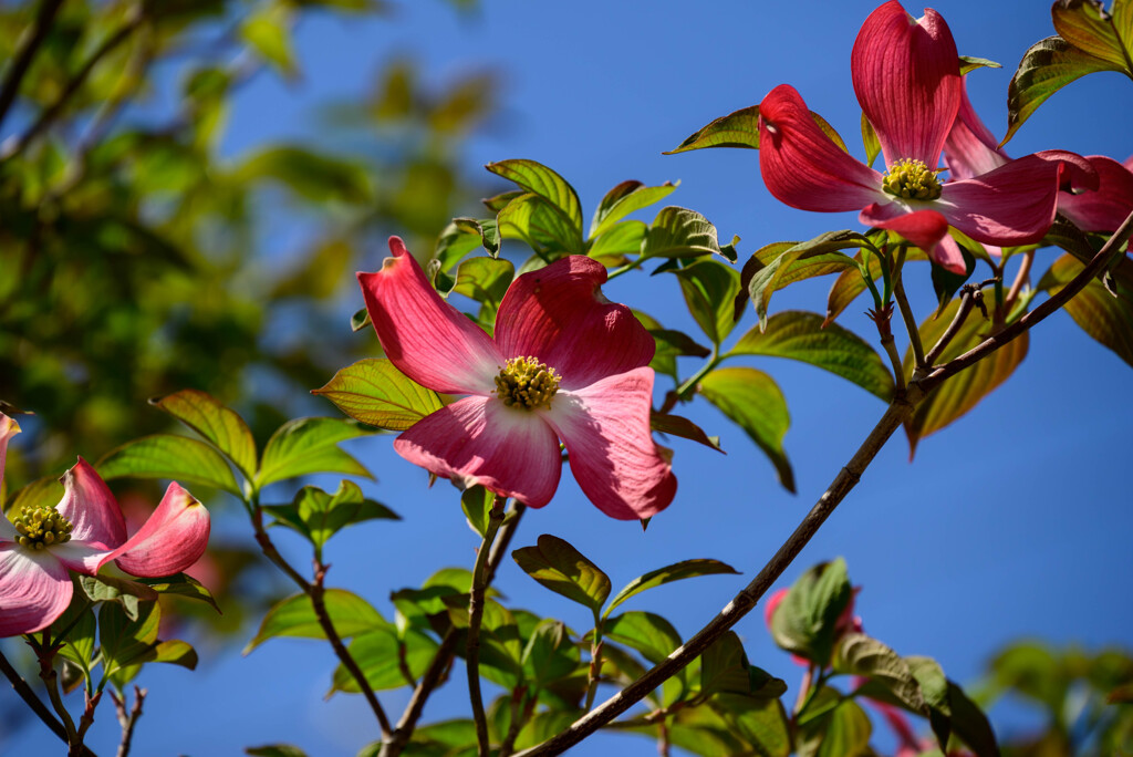 花水木6