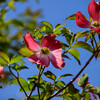 花水木6