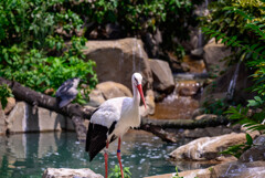 天王寺動物園鳥の楽園シュバシコウ2