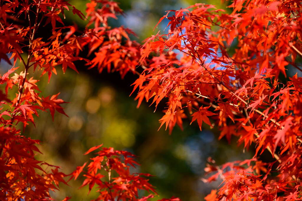 大阪城公園の紅葉8