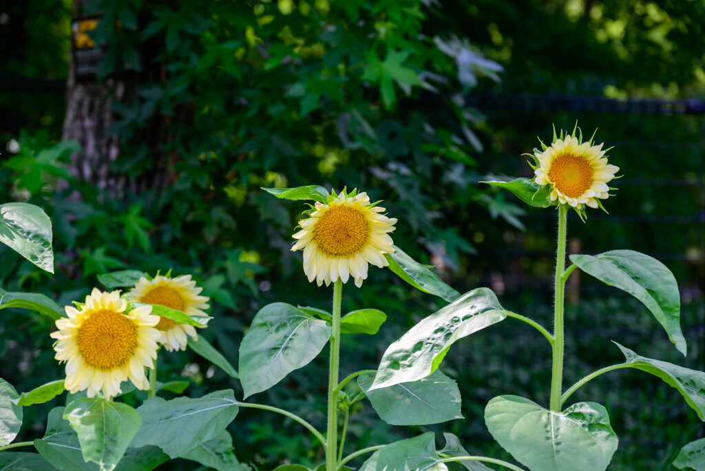 長居植物園のひまわり15