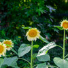 長居植物園のひまわり15