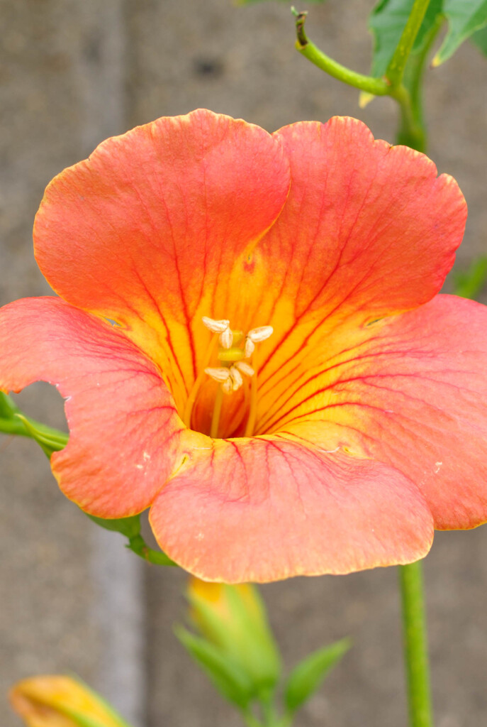 ノウゼンカズラ5