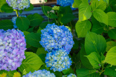 紫陽花8