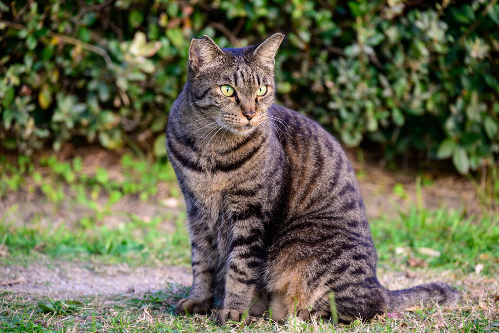 大阪城公園で会った猫ちゃん3
