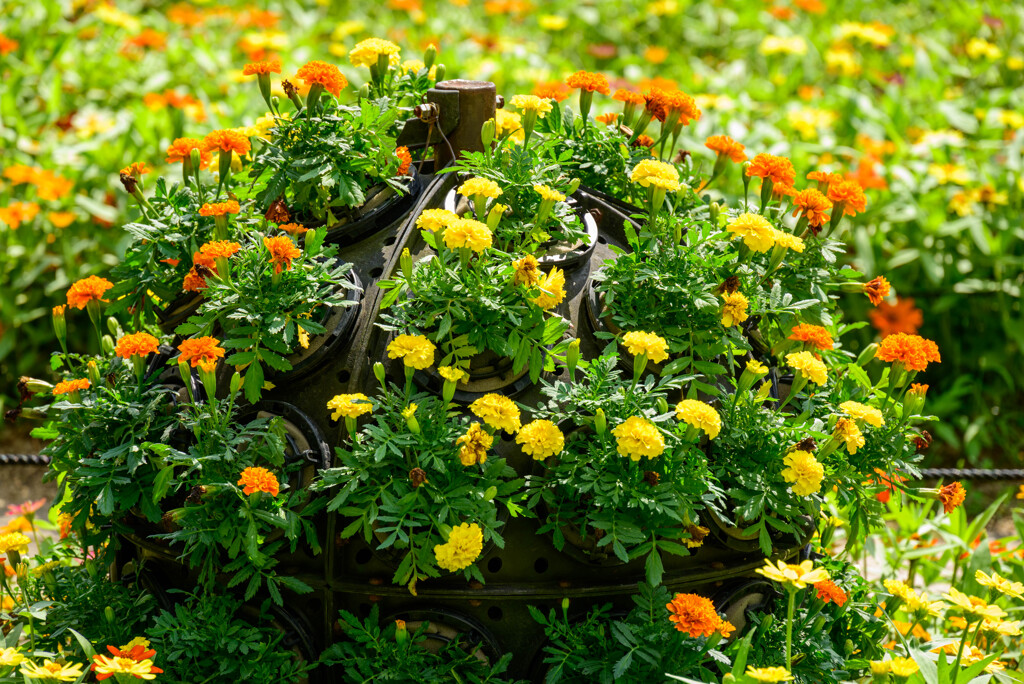 長居植物園の花壇2