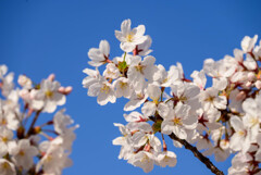 2021大阪城公園の桜17