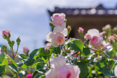 薔薇23