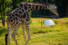 天王寺動物園キリンのハルカスくん