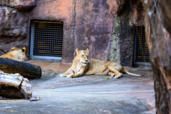 天王寺動物園ライオンさん2