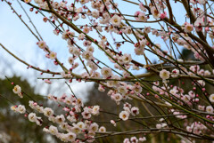 2021花の文化園 梅（朱鷺の舞）3