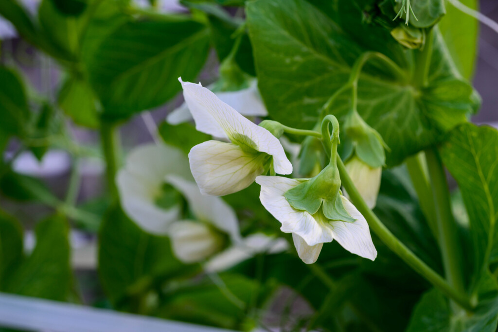 ウスイエンドウの花4