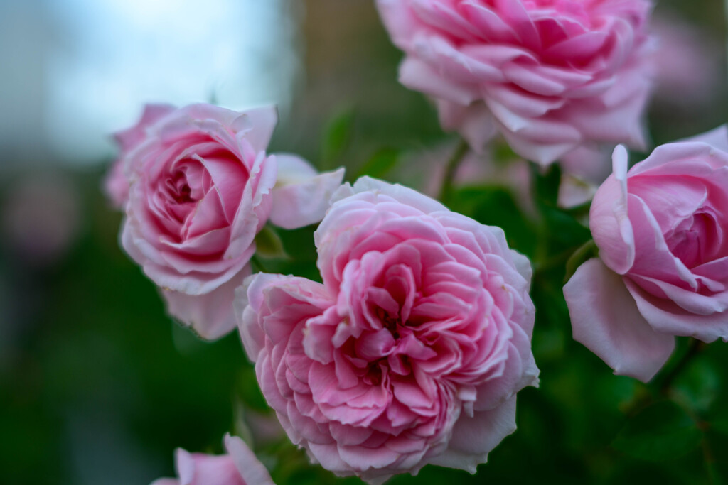 中之島公園の薔薇55ホームアンドガーデン