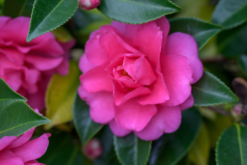 山茶花10