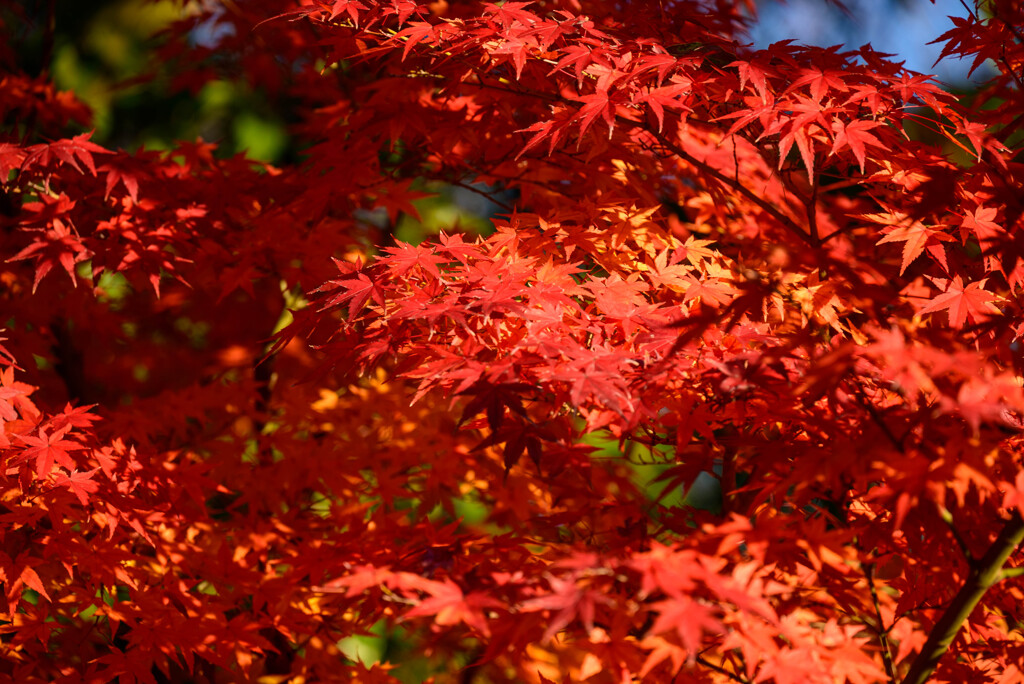 大阪城公園の紅葉9