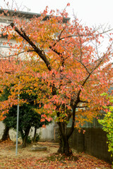 近所の公園の桜紅葉2