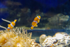 カクレクマノミ