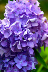 2021紫陽花15