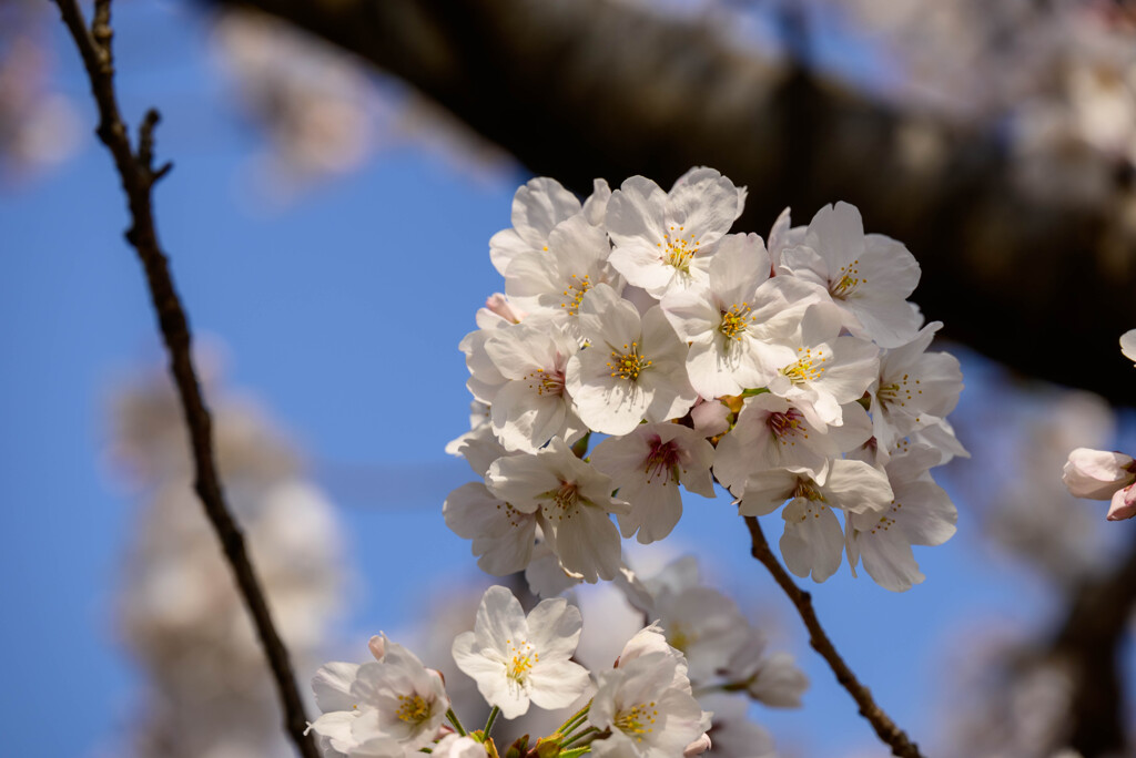 2021近所の公園の桜4