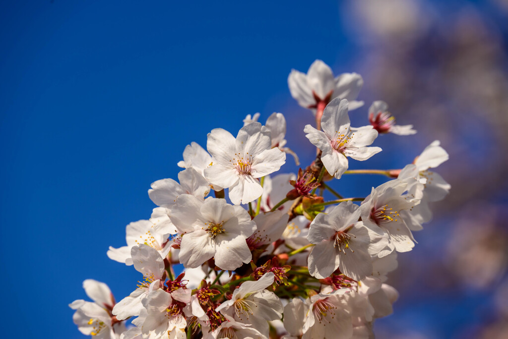 2021大阪城公園の桜15
