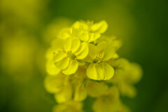 菜の花７