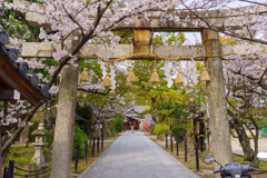 桜咲く神社の風景４