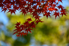 奈良公園の紅葉19