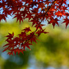 奈良公園の紅葉19
