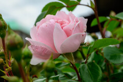 2021薔薇1