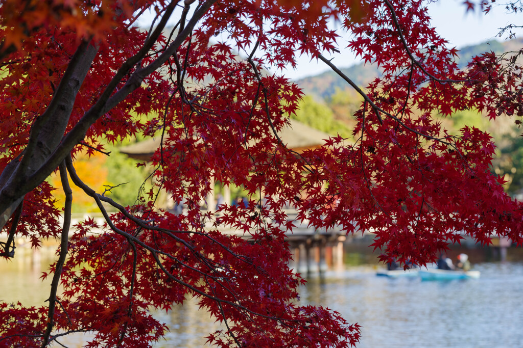 2019奈良公園紅葉18