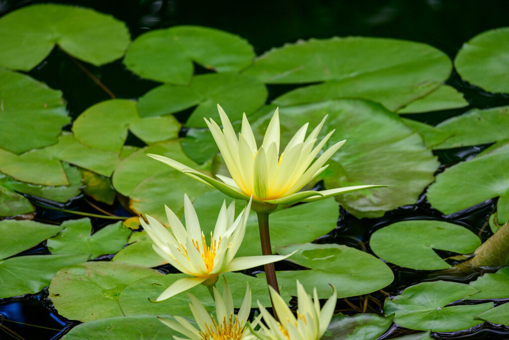 鶴見緑地咲くやこの花館熱帯スイレン10