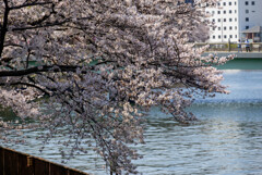 2021大阪城公園の桜2