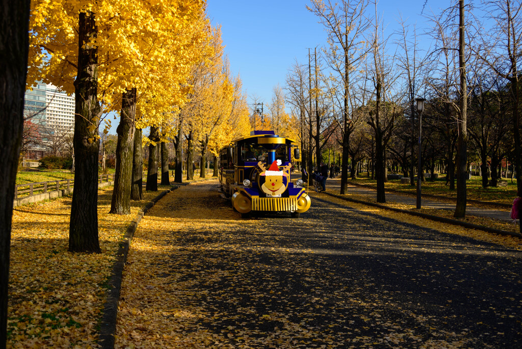 大阪城公園 イチョウ10