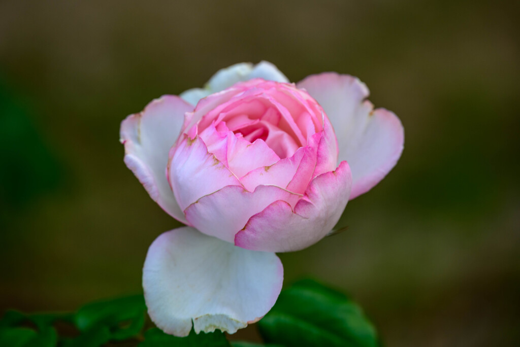 中之島公園の薔薇15オーナードゥバルザック