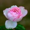 中之島公園の薔薇15オーナードゥバルザック